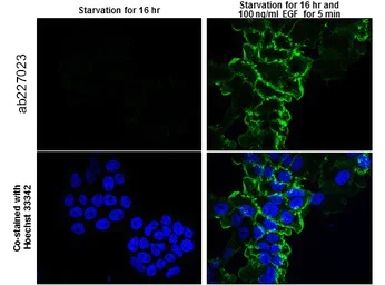 Immunocytochemistry/ Immunofluorescence - Anti-EGFR (phospho Y974) antibody (AB227023)