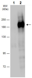 Western blot - Anti-EGFR (phospho Y974) antibody (AB227023)