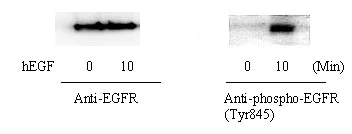 Western blot - EGFR (Tyr845) In-Cell ELISA Kit (AB126421)