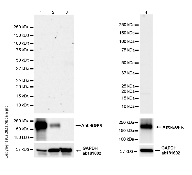 Western blot - Anti-EGFRvIII antibody [EPR28380-83] (ab313646), expandable thumbnail