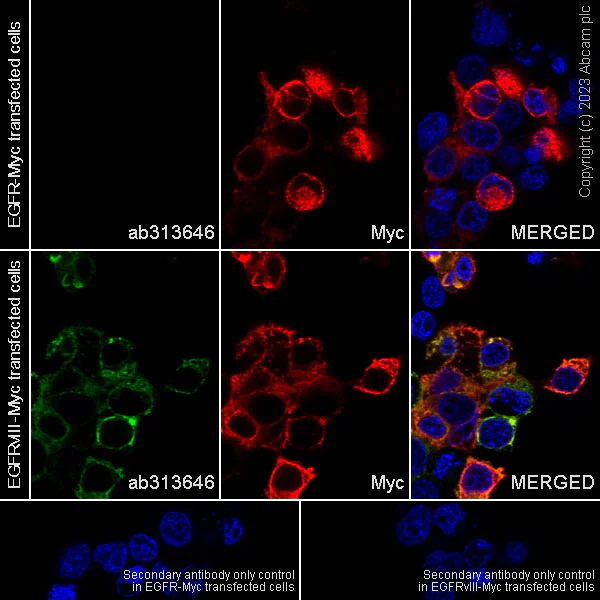 Immunocytochemistry/ Immunofluorescence - Anti-EGFRvIII antibody [EPR28380-83] - BSA and Azide free (AB313647)