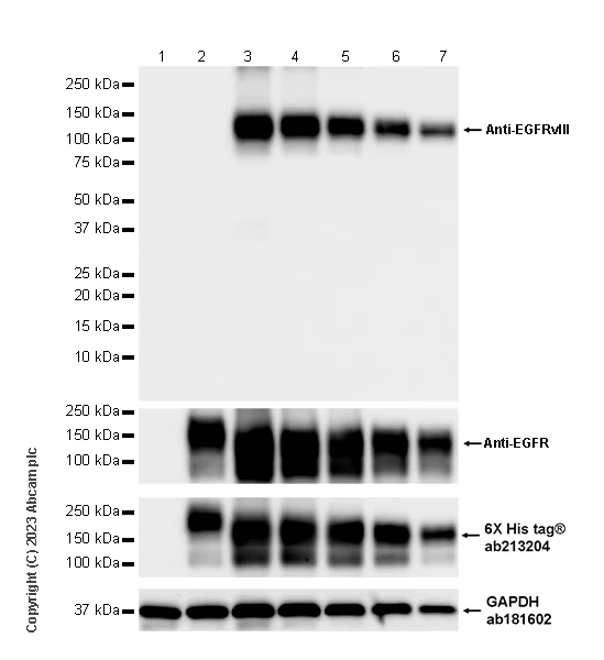 Western blot - Anti-EGFRvIII antibody [EPR28380-83] - BSA and Azide free (AB313647)
