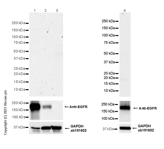 Western blot - Anti-EGFRvIII antibody [EPR28380-83] - BSA and Azide free (AB313647)