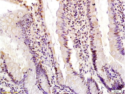 Immunohistochemistry (Formalin/PFA-fixed paraffin-embedded sections) - Anti-Egr1 antibody (AB216964)