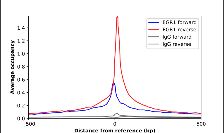 ChIP - Anti-EGR1 Antibody (AB327218)