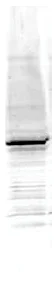 Western blot - Anti-Egr1 antibody (AB6054)