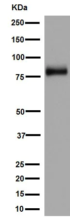 Western blot - Anti-Egr1 antibody [EPR15916] (AB194357)