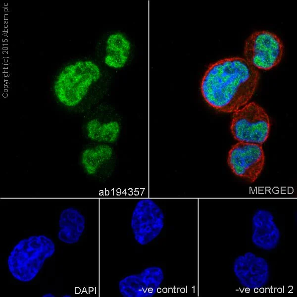 Immunocytochemistry/ Immunofluorescence - Anti-Egr1 antibody [EPR15916] - BSA and Azide free (AB232448)
