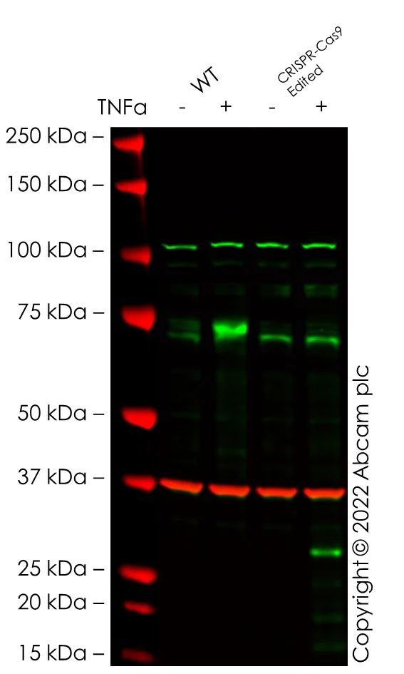 Western blot - Anti-Egr1 antibody [EPR15916] - BSA and Azide free (AB232448)