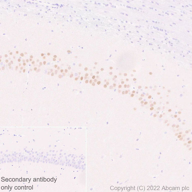 Immunohistochemistry (Formalin/PFA-fixed paraffin-embedded sections) - Anti-Egr1 antibody [EPR23981-203] - ChIP Grade (AB307199)
