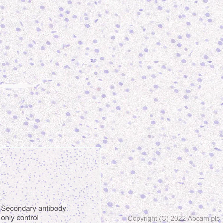 Immunohistochemistry (Formalin/PFA-fixed paraffin-embedded sections) - Anti-Egr1 antibody [EPR23981-203] - ChIP Grade (AB307199)