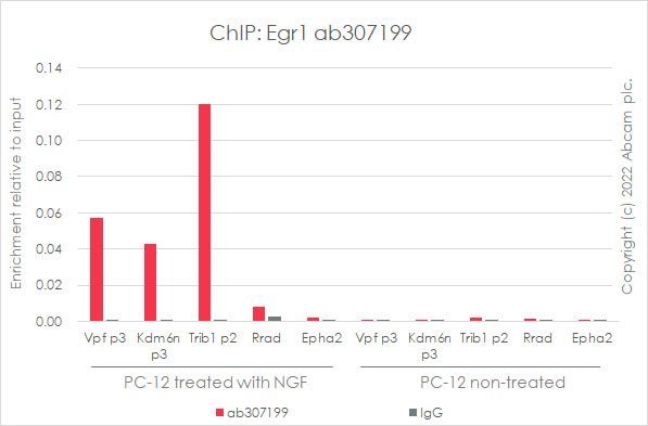 ChIP - Anti-Egr1 antibody [EPR23981-203] - ChIP Grade - BSA and Azide free (AB307200), expandable thumbnail