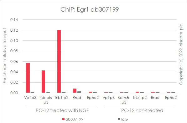 ChIP - Anti-Egr1 antibody [EPR23981-203] - ChIP Grade - BSA and Azide free (AB307200)