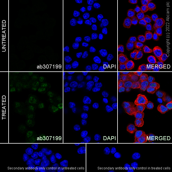 Immunocytochemistry/ Immunofluorescence - Anti-Egr1 antibody [EPR23981-203] - ChIP Grade - BSA and Azide free (ab307200), expandable thumbnail