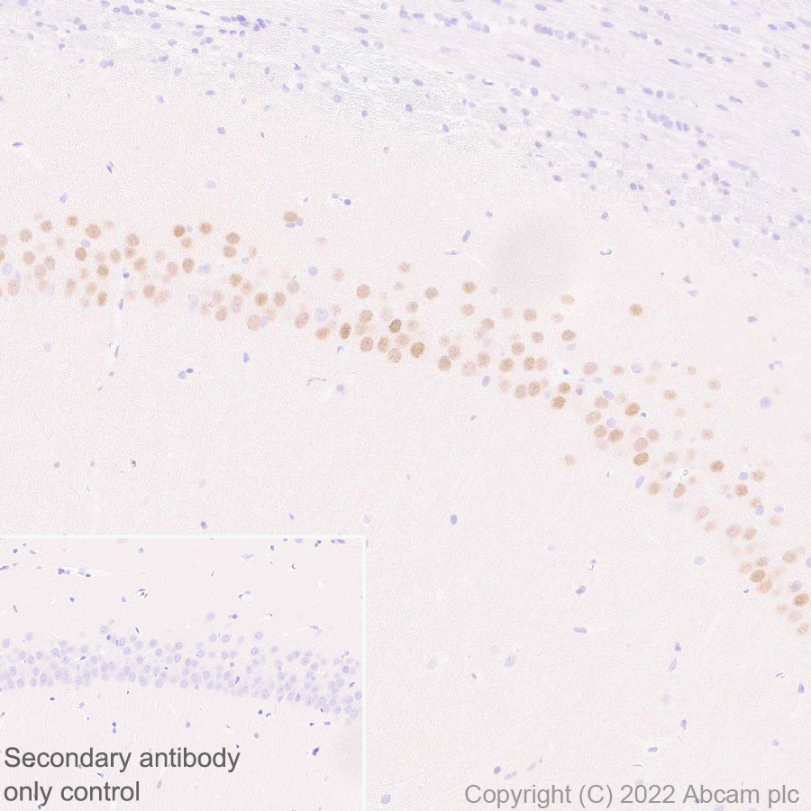 Immunohistochemistry (Formalin/PFA-fixed paraffin-embedded sections) - Anti-Egr1 antibody [EPR23981-203] - ChIP Grade - BSA and Azide free (AB307200), expandable thumbnail