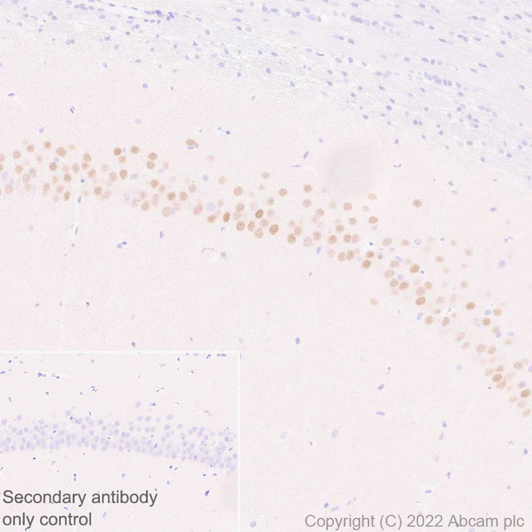 Immunohistochemistry (Formalin/PFA-fixed paraffin-embedded sections) - Anti-Egr1 antibody [EPR23981-203] - ChIP Grade - BSA and Azide free (AB307200)