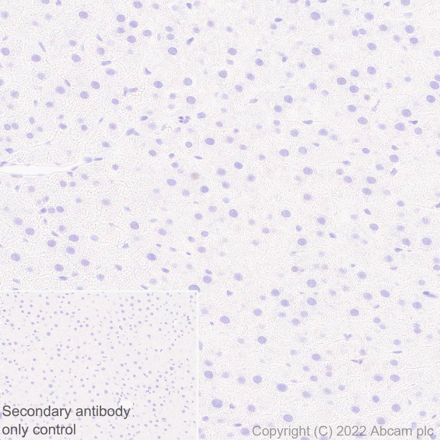 Immunohistochemistry (Formalin/PFA-fixed paraffin-embedded sections) - Anti-Egr1 antibody [EPR23981-203] - ChIP Grade - BSA and Azide free (AB307200), expandable thumbnail