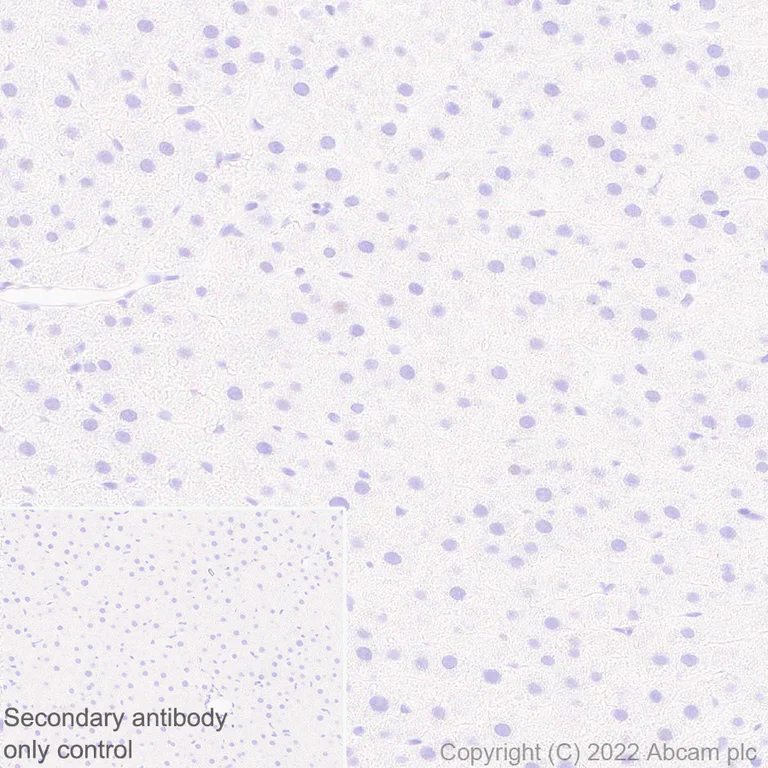 Immunohistochemistry (Formalin/PFA-fixed paraffin-embedded sections) - Anti-Egr1 antibody [EPR23981-203] - ChIP Grade - BSA and Azide free (AB307200)
