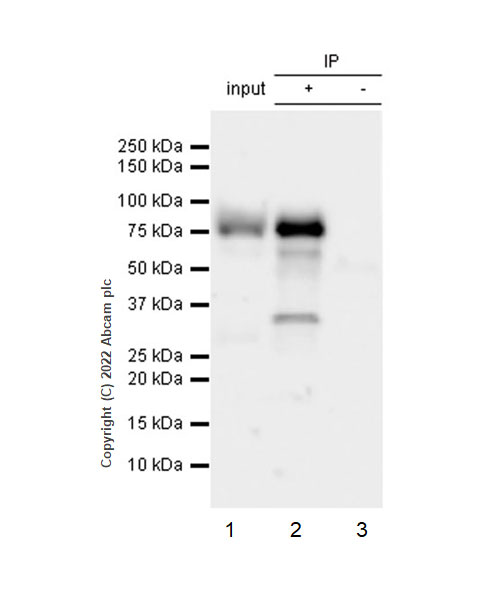 Immunoprecipitation - Anti-Egr1 antibody [EPR23981-203] - ChIP Grade - BSA and Azide free (AB307200), expandable thumbnail