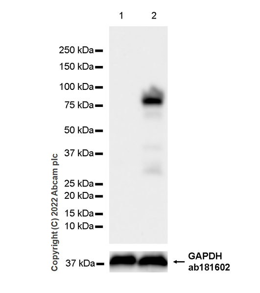 Western blot - Anti-Egr1 antibody [EPR23981-203] - ChIP Grade - BSA and Azide free (AB307200), expandable thumbnail