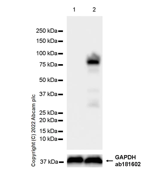 Western blot - Anti-Egr1 antibody [EPR23981-203] - ChIP Grade - BSA and Azide free (AB307200)