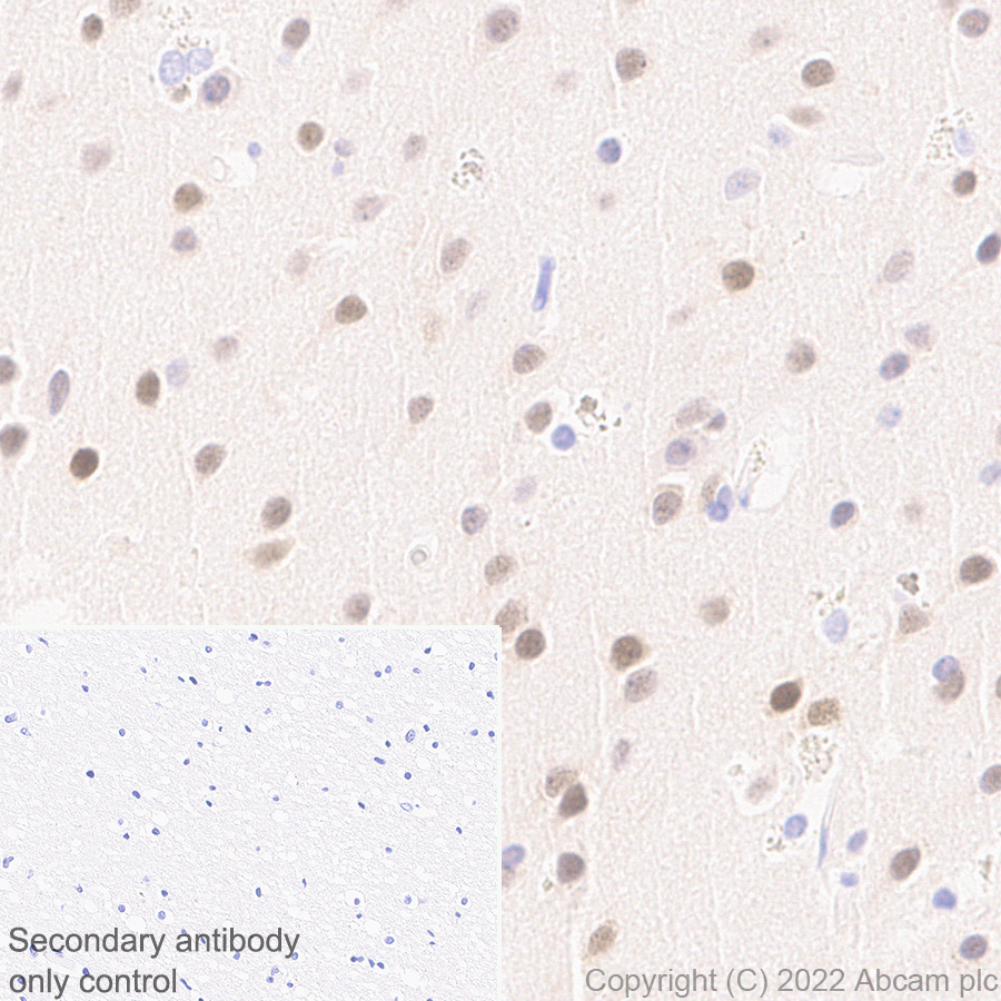 Immunohistochemistry (Formalin/PFA-fixed paraffin-embedded sections) - Anti-Egr1 antibody [EPR23981-46] (AB300449)