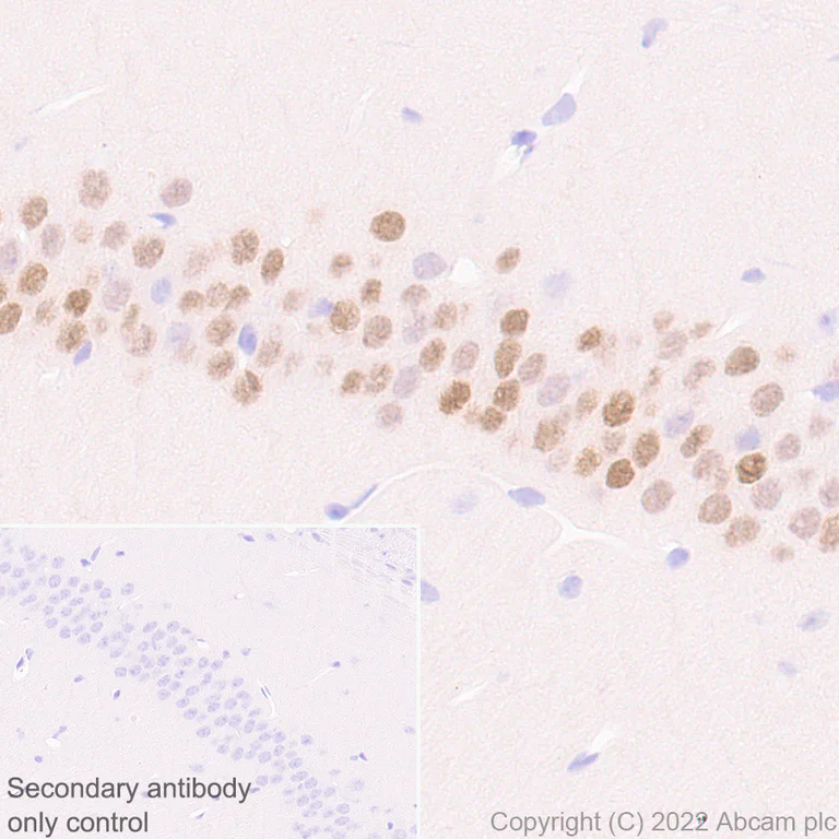 Immunohistochemistry (Formalin/PFA-fixed paraffin-embedded sections) - Anti-Egr1 antibody [EPR23981-46] (AB300449)