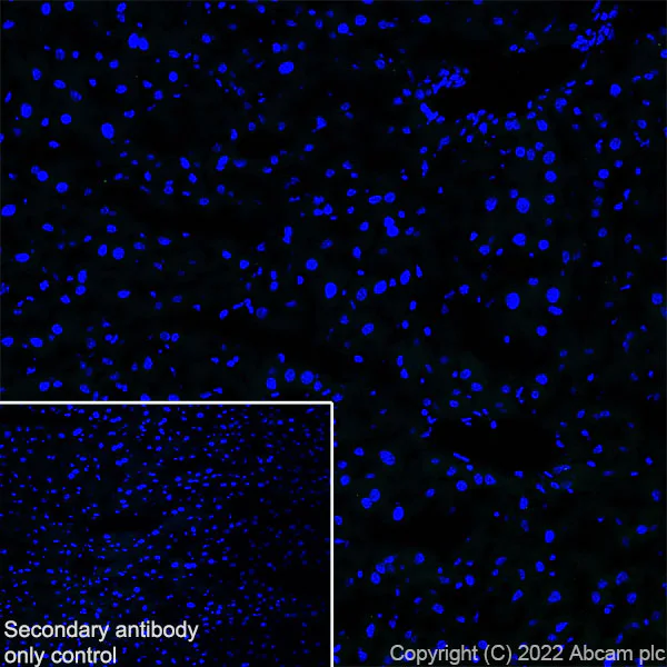 Immunohistochemistry (Frozen sections) - Anti-Egr1 antibody [EPR23981-46] (AB300449)