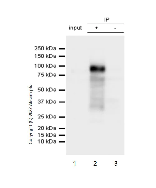 Immunoprecipitation - Anti-Egr1 antibody [EPR23981-46] (AB300449)