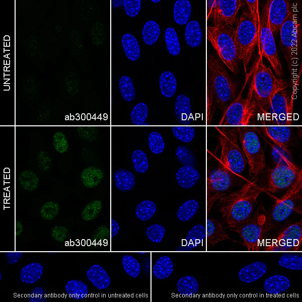 Immunocytochemistry/ Immunofluorescence - Anti-Egr1 antibody [EPR23981-46] (BSA and Azide free) (AB300450)