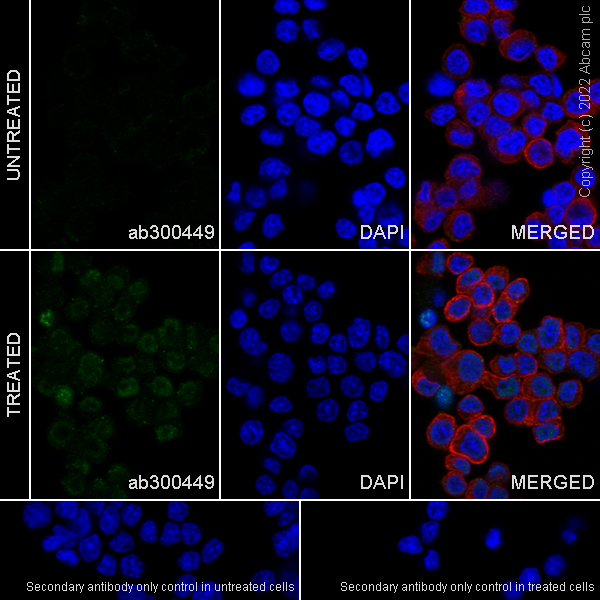 Immunocytochemistry/ Immunofluorescence - Anti-Egr1 antibody [EPR23981-46] (BSA and Azide free) (ab300450), expandable thumbnail