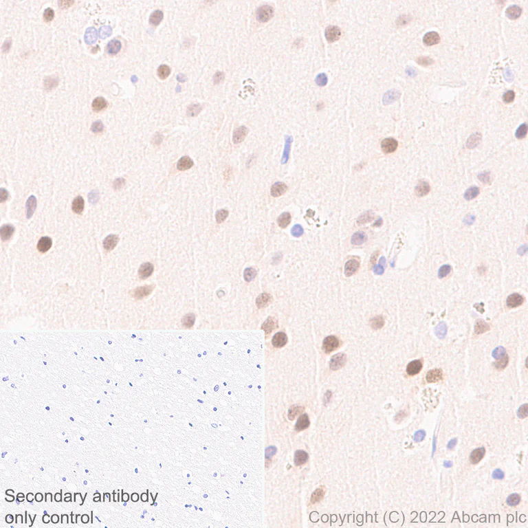 Immunohistochemistry (Formalin/PFA-fixed paraffin-embedded sections) - Anti-Egr1 antibody [EPR23981-46] (BSA and Azide free) (AB300450)