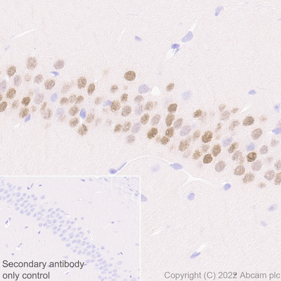 Immunohistochemistry (Formalin/PFA-fixed paraffin-embedded sections) - Anti-Egr1 antibody [EPR23981-46] (BSA and Azide free) (AB300450), expandable thumbnail