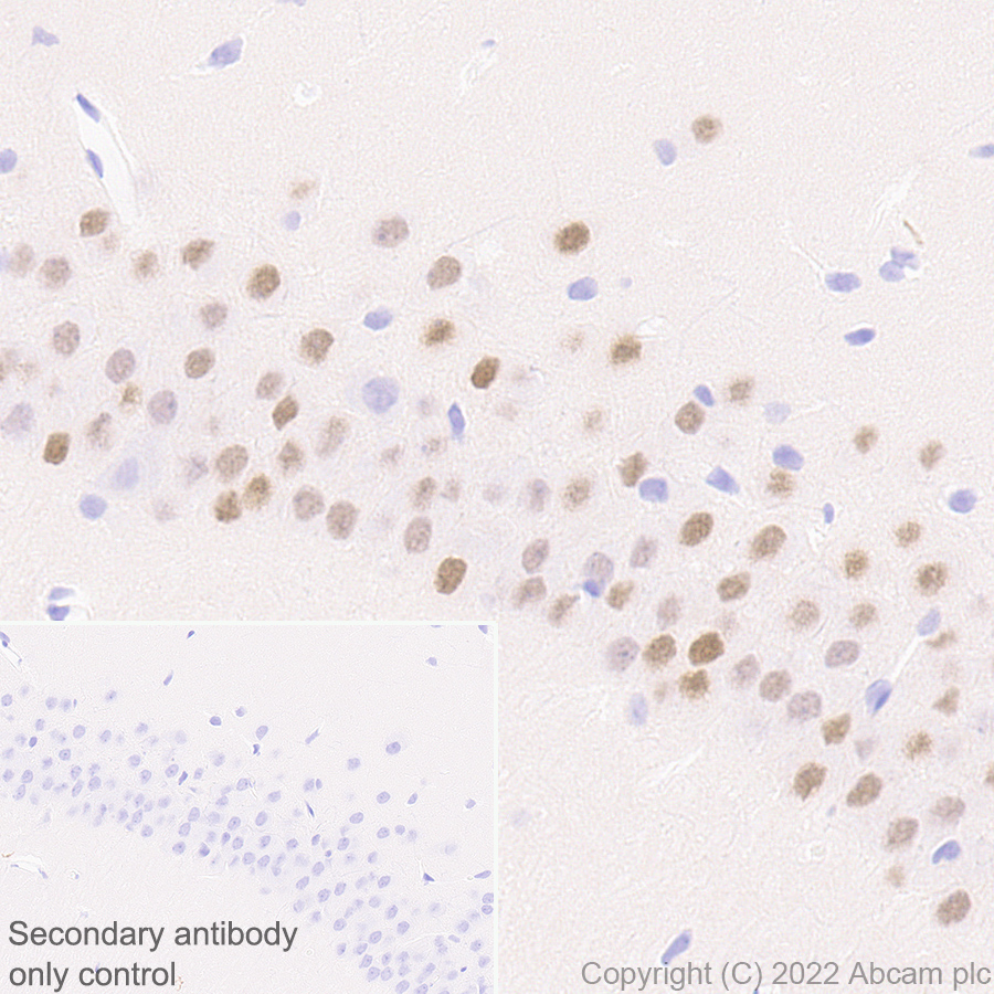 Immunohistochemistry (Formalin/PFA-fixed paraffin-embedded sections) - Anti-Egr1 antibody [EPR23981-46] (BSA and Azide free) (AB300450), expandable thumbnail