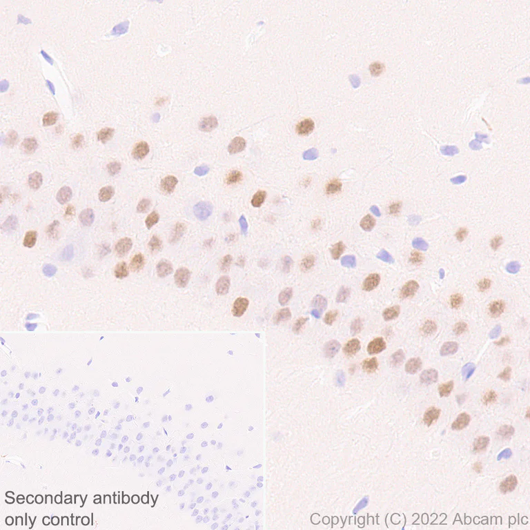 Immunohistochemistry (Formalin/PFA-fixed paraffin-embedded sections) - Anti-Egr1 antibody [EPR23981-46] (BSA and Azide free) (AB300450)