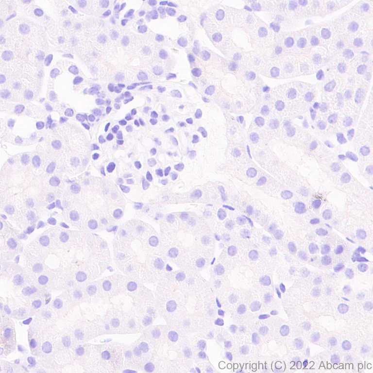 Immunohistochemistry (Formalin/PFA-fixed paraffin-embedded sections) - Anti-Egr1 antibody [EPR23981-46] (BSA and Azide free) (AB300450)