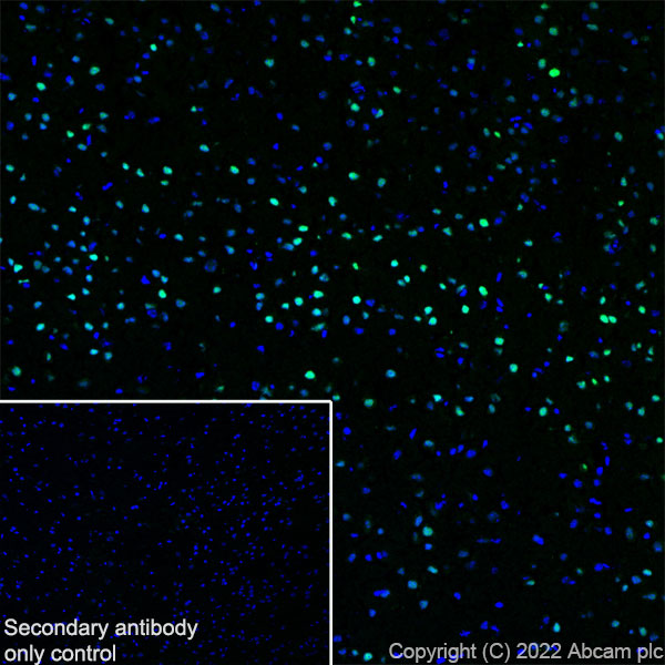 Immunohistochemistry (Frozen sections) - Anti-Egr1 antibody [EPR23981-46] (BSA and Azide free) (AB300450), expandable thumbnail