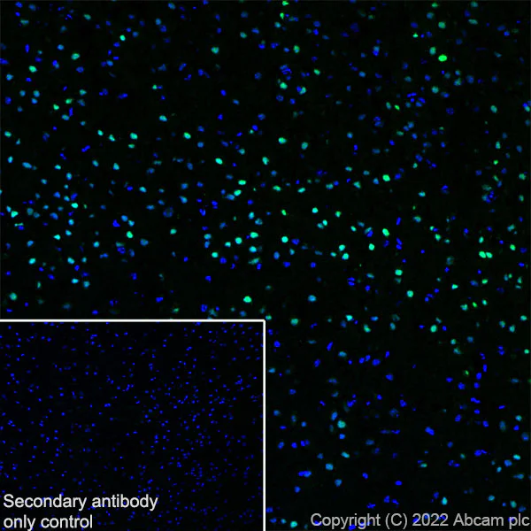 Immunohistochemistry (Frozen sections) - Anti-Egr1 antibody [EPR23981-46] (BSA and Azide free) (AB300450)