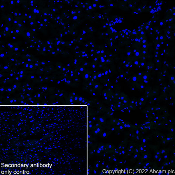 Immunohistochemistry (Frozen sections) - Anti-Egr1 antibody [EPR23981-46] (BSA and Azide free) (AB300450), expandable thumbnail