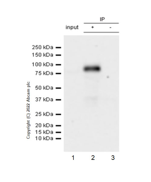 Immunoprecipitation - Anti-Egr1 antibody [EPR23981-46] (BSA and Azide free) (ab300450), expandable thumbnail