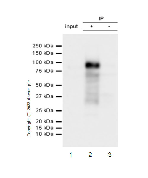 Immunoprecipitation - Anti-Egr1 antibody [EPR23981-46] (BSA and Azide free) (ab300450), expandable thumbnail