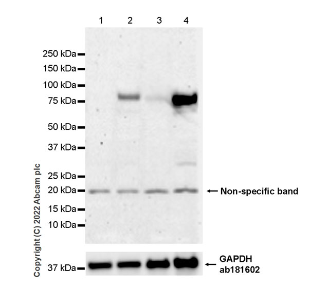Western blot - Anti-Egr1 antibody [EPR23981-46] (BSA and Azide free) (ab300450), expandable thumbnail