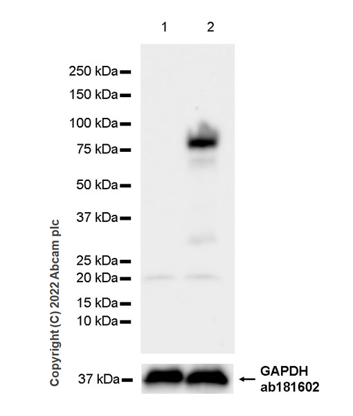 Western blot - Anti-Egr1 antibody [EPR23981-46] (BSA and Azide free) (ab300450), expandable thumbnail