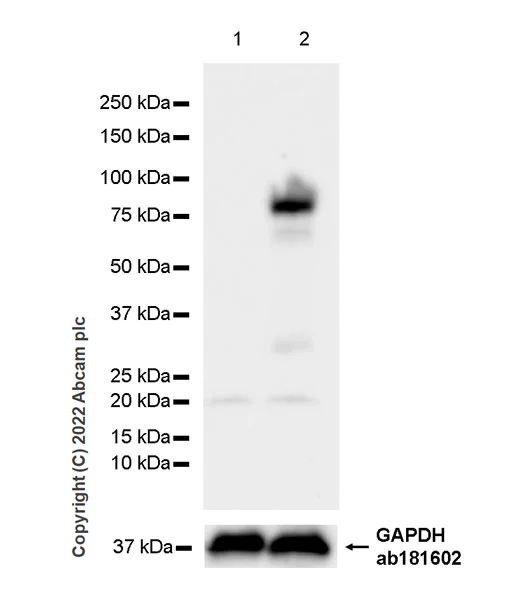 Western blot - Anti-Egr1 antibody [EPR23981-46] (BSA and Azide free) (AB300450)