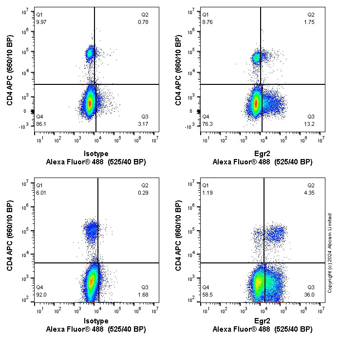Flow Cytometry (Intracellular) - Anti-EGR2 antibody [EPR23228-40] (AB245228)