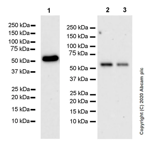 Western blot - Anti-EGR2 antibody [EPR23228-40] (AB245228)