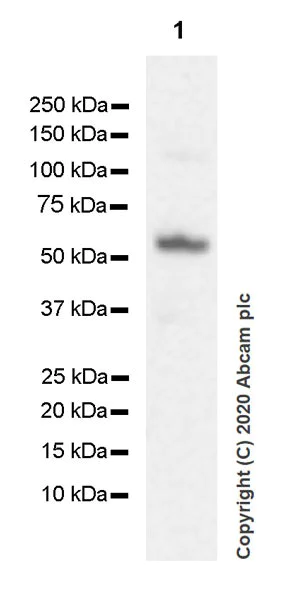 Western blot - Anti-EGR2 antibody [EPR23228-40] (AB245228)