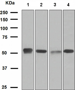 Western blot - Anti-EGR2 antibody [EPR4004] - BSA and Azide free (AB232368)