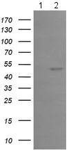 Western blot - Anti-EGR2 antibody [OTI1F10] (AB156765)