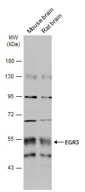 Western blot - Anti-EGR3 antibody (AB272903)